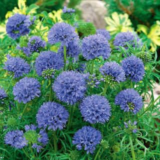 Gilia leptantha - Fiori grandi in delicate tonalità - Gilia leptantha