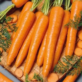 Carota Sukces - Successo garantito, perfetta per la stagione invernale - Busta Grande - 50 g