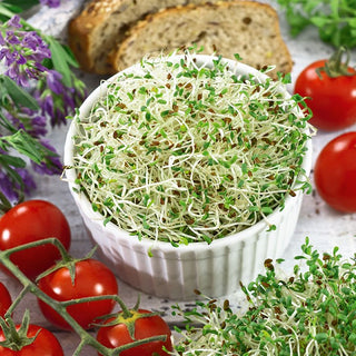 Alfalfa - Sprouting Seeds - Intense Flavour, Easy to Grow, Fast-Growing - Medicago sativa - Premium Seeds