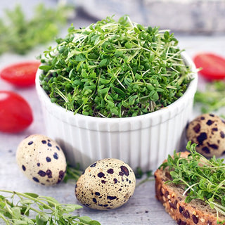 Cress - Sprouting Seeds - Spicy, Juicy Green, Easy to Grow - Lepidium sativum - Premium Seeds