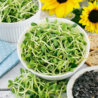 Girasole - Semi per germogli - Ricchi di proteine dopo 2-3 giorni di germinazione - Helianthus annuus - Busta Gigante - 500 g