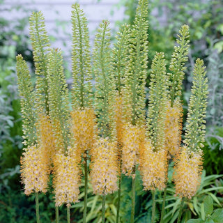 Eremurus - Romance - Grandi pannocchie in tonalità rosa