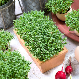 Microgreens - Crescione - Per panini, insalate, creme - Busta Gigante - 1 kg