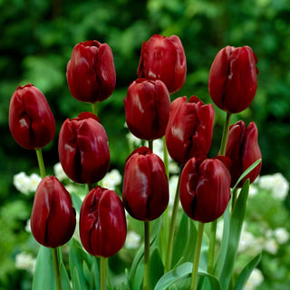 Tulipano - Jan Reus - Tulipa - Eleganza classica e durata - 5 bulbi