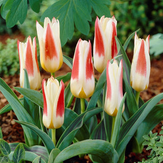 Tulipano - Johann Strauss - Tulipa - Fiore deciso per recisi e bordure - 5 bulbi