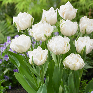Tulipano - Mount Tacoma - Tulipa - Varietà originale e ricercata - 5 bulbi