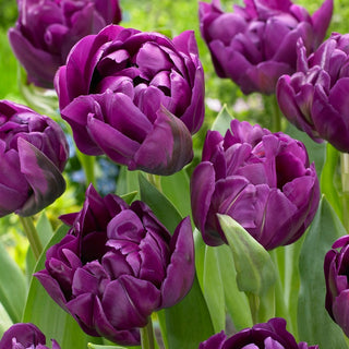 Tulipano - Negrita Double - Tulipa - Varietà affascinante e affidabile - 5 bulbi