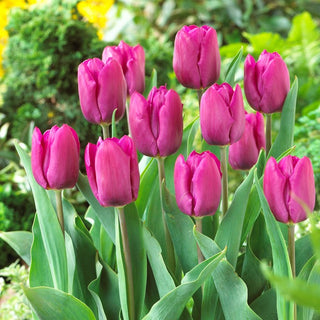 Tulipano - Purple Prince - Tulipa - Precoce, vellutato tocco in giardino - 5 bulbi
