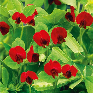Ginestrino Purpureo - Per il giardino e per la cucina - 2 in 1 - Tetragonolobus purpureus