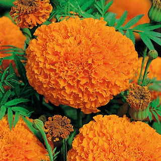 Tagete erecta - Hawaii - Ideale per aiuole e composizioni - Tagetes erecta