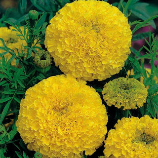 Tagete erecta - Giallo Dorato - Fioritura fino al gelo per tutta l’estate - Tagetes erecta