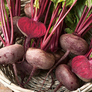 Bietola da orto - D'Egypte - Varietà adatta anche a terreni poveri