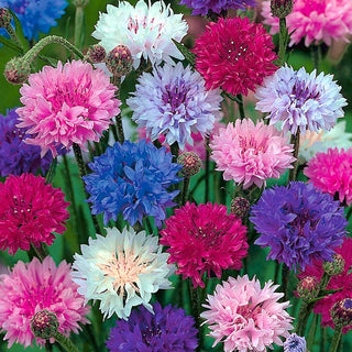 Fiordaliso - Nano miscuglio - Tocco incantevole dallo stile rustico - Centaurea cyanus