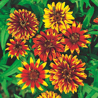 Zinnia Messicana - Fioritura abbondante per tutta l’estate - Zinnia haageana