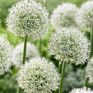 Allium - Mont Blanc - Bianco unico nelle aiuole