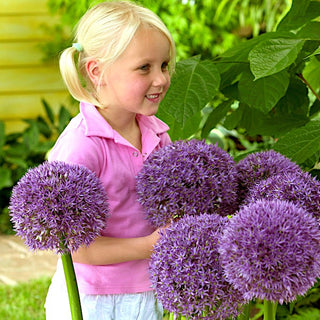 Allium - Round 'n Purple - Fascino unico in giardino
