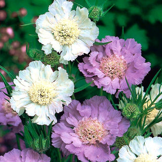 Scabiosa del Caucaso - Miscuglio - Effetto colorato per tutta l’estate - Scabiosa caucasica
