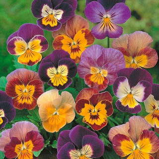 Viola cornuta - Bambini - Miscela colorata di fiori compatti - Viola cornuta