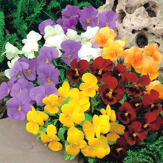 Viola cornuta - Miscuglio - Fiori in tonalità pastello - Viola cornuta