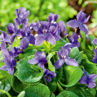 Viola Mammola - Varietà profumata, ideale per zone ombreggiate - Viola odorata