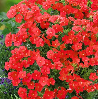 Phlox drummondii - Rosso - Bordura estiva in rosso - Phlox drummondii