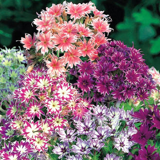 Phlox - Stella Miscuglio - Phlox straordinario dai petali a forma di stella - Phlox drummondii cuspidata