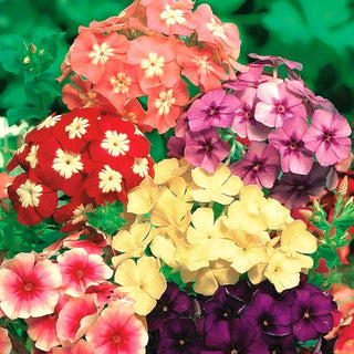 Phlox Annuale - Miscuglio - Successo estivo per aiuole - Phlox drummondii nana