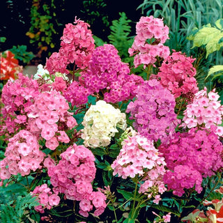 Phlox paniculata - Miscuglio - Fiori intensamente profumati - Phlox paniculata