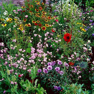 Prato fiorito Fast Flowers - miscuglio a crescita rapida - Spettacolare tappeto floreale a crescita rapida - Busta Gigante - 1 kg