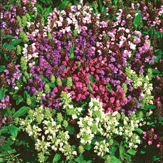 Prunella delle Alpi - Attira farfalle e api - Prunella grandiflora