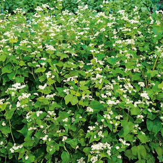 Grano saraceno - Ottimo sovescio e pianta mellifera - Fagopyrum esculentum - Busta Grande - 1 kg