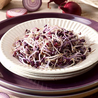 Semi per germogli - Cavolo cappuccio rosso - Sapore piccante, germogli decorativi