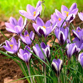 Crocus - Spring Beauty - Fiore primaverile bianco e viola - 10 bulbi