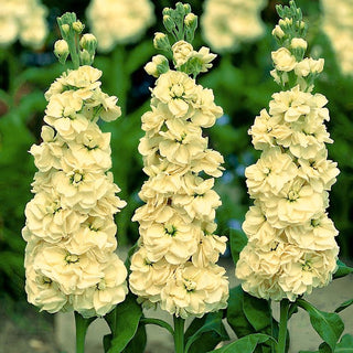 Violacciocca - Excelsior Yellow Goddess - Accento dorato per le aiuole estive - Matthiola incana