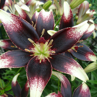 Giglio - Nettys Pride - Lilium - Giardino bianco e porpora di grande classe