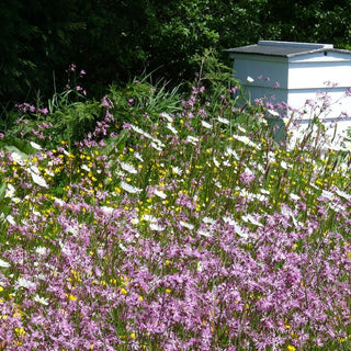 Miscuglio mellifera di piante annuali e perenni per terreni umidi - Fiori attrattivi per insetti ideali per terreni umidi - Busta Gigante - 1 kg
