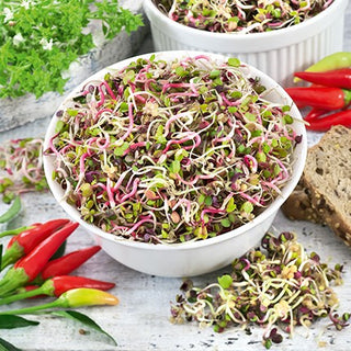 Radish - Spicy Mix - Sprouting Seeds - Vitamin Hit, Easy to Grow, Distinctive Spiciness - Premium Seeds