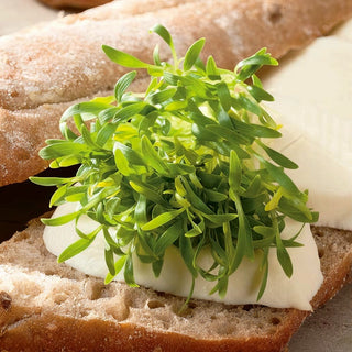 Semi per germogli - Coriandolo - Germogli aromatici che favoriscono la digestione - Coriandrum sativum