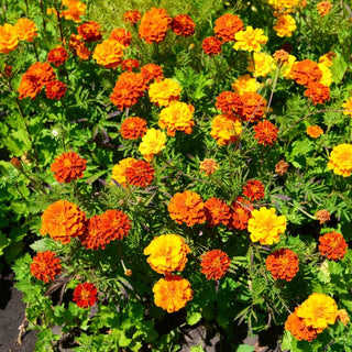 Tagete patula - Miscuglio - Bella e funzionale come sovescio - Tagetes patula - Busta Grande - 100 g