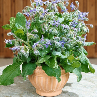 BIO Borragine - Bella e utile pianta mellifera - Borago officinalis