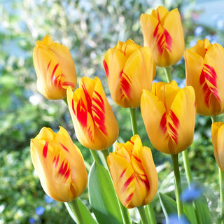 Tulipano - Olympic Flame - Tulipa - Grandi fiori durevoli, steli robusti - 5 bulbi