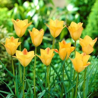 Tulipano - Batalinii Bronze Charm - Tulipa - Fiori in miniatura, colori caldi - 5 bulbi
