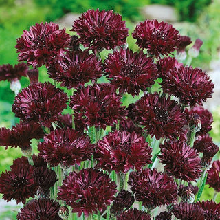 Fiordaliso Nero - Raro fiordaliso nero - Centaurea cyanus