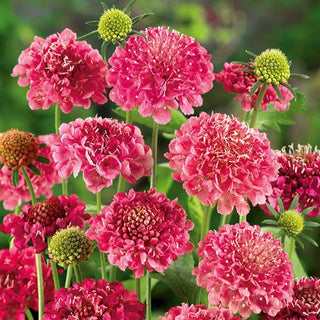 Scabiosa atropurpurea - Rosa - Tocco romantico per le aiuole - Scabiosa atropurpurea