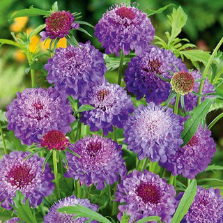 Scabiosa atropurpurea - Viola - Attira lo sguardo e le farfalle - Scabiosa atropurpurea