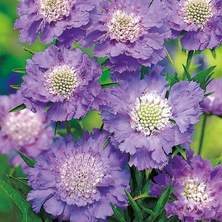 Scabiosa del Caucaso - Blu - Decorazione per giardino e prato fiorito - Scabiosa caucasica