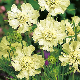 Scabiosa del Caucaso - Bianco - Tocco elegante tra le perenni - Scabiosa caucasica