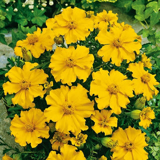 Tagete - Silvia - Ravviva ogni composizione floreale - Tagetes patula