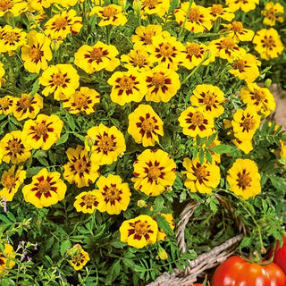 Tagete - Legion of Honour - Oro con accento bordeaux - Tagetes patula