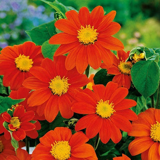 Girasole Messicano - Red Torch - Accento colorato che attira gli insetti - Tithonia rotundifolia